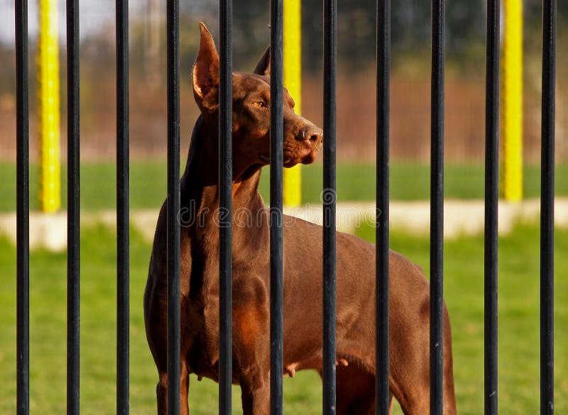 Dobermann Behind Bars
