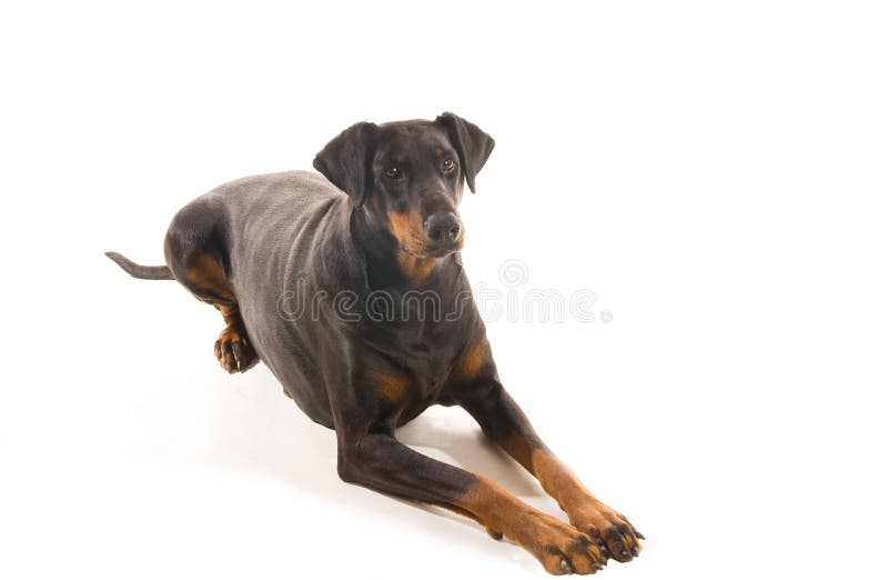 dobermann odprężona fotografia royalty free dobermann odprężona fotografia royalty free