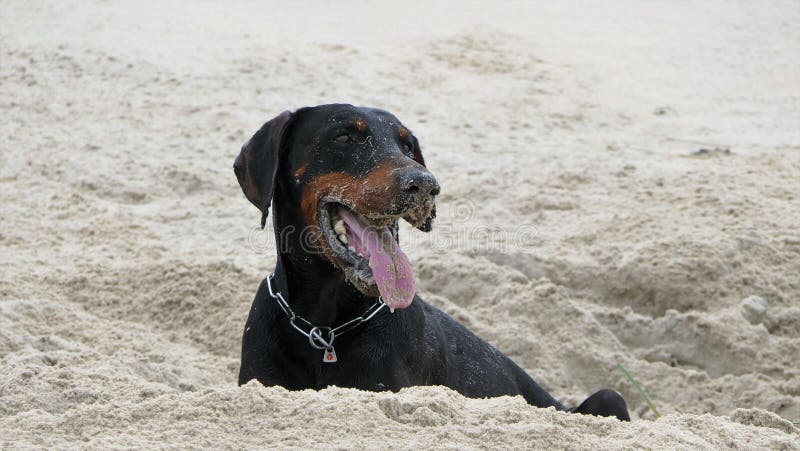 Dobermann sale photo stock Dobermann sale photo stock