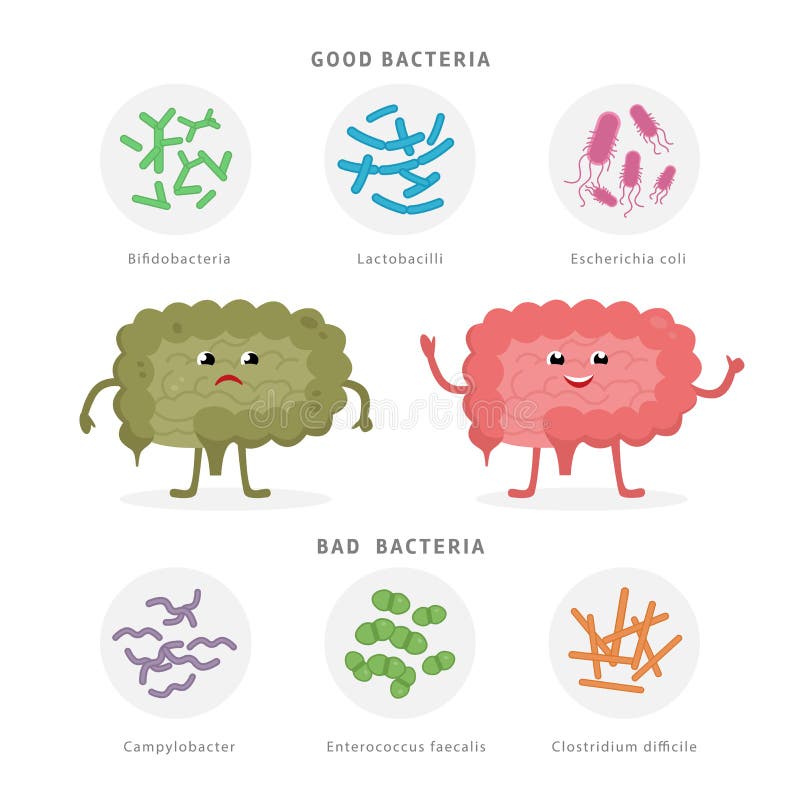 Dobre bakterie i Złe bakterie w ludzkich jelitach Bifidobacteria, Lactobacilli, Escherichia Coli, Campylobacter royalty ilustracja Dobre bakterie i Złe bakterie w ludzkich jelitach Bifidobacteria, Lactobacilli, Escherichia Coli, Campylobacter royalty ilustracja