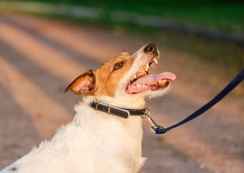 Dog with collar and leash looking up and listening owner during obedience training