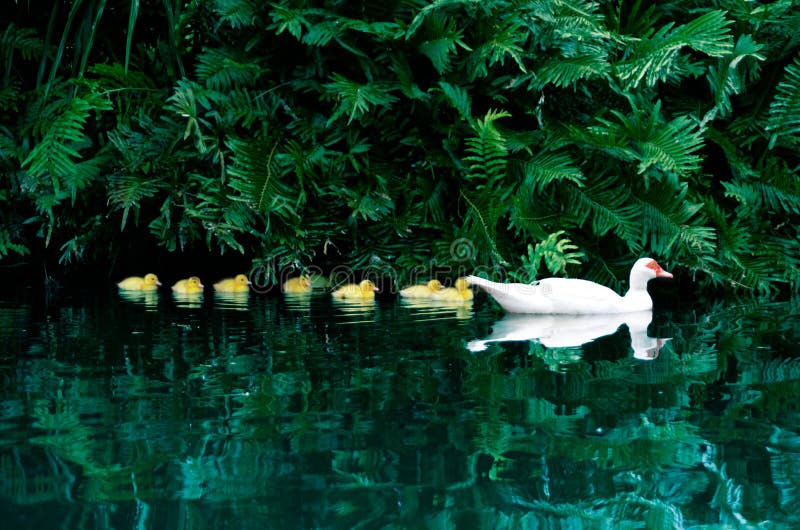 Dock and dukling in a lagoon, reflection on water