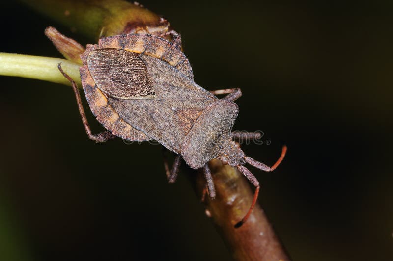 Dock leaf bug close-up portrait