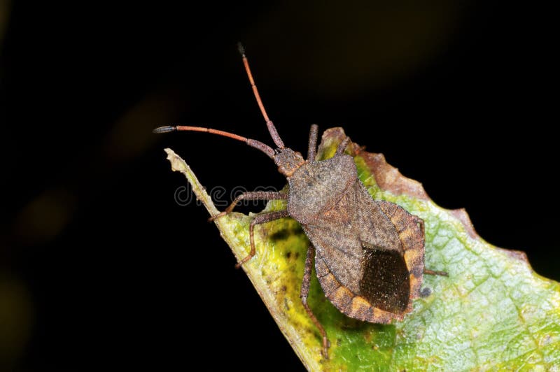 Dock leaf bug, coreus marginatus portrait
