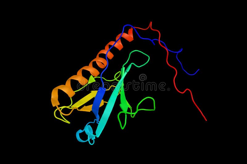 Dock9, a protein which can activate Cdc42 in vitro and in vivo v