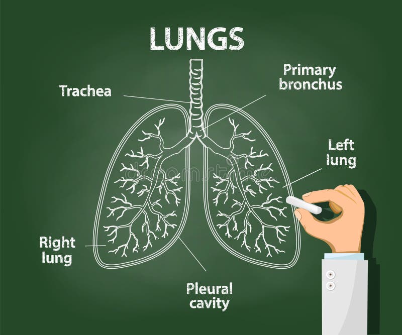 doctor-draws-chalk-anatomy-human-lungs-pulmonary-pneumonia-asthma-fibrosis-tuberculosis-concept-vector-172224319.jpg