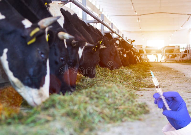 Doctor holding a syringe against the background of cows in the barn concept of growth hormone and antibiotics in beef, bacteria royalty free stock photos Doctor holding a syringe against the background of cows in the barn concept of growth hormone and antibiotics in beef, bacteria royalty free stock photos