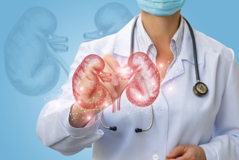 Doctor makes diagnosis of human kidney on a blue background. Doctor makes diagnosis of human kidney on a blue background.