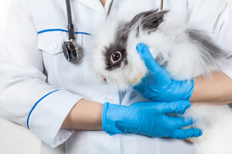 Doctor with a rabbit stock photo. Image of mammal, veterinary - 53349458