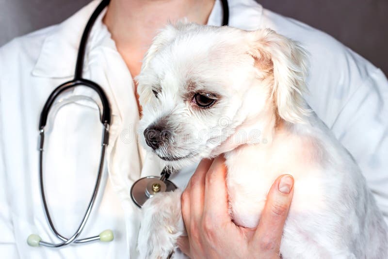 Doctor with stethoscope holding a Maltese dog on her hands during the veterinary examining in a vererinarian office close up. stock image Doctor with stethoscope holding a Maltese dog on her hands during the veterinary examining in a vererinarian office close up. stock image