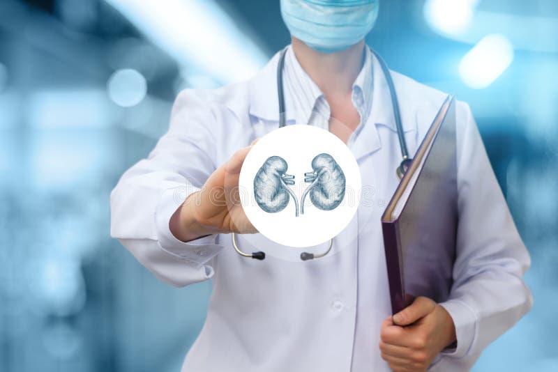 Doctor urologist shows the icon with the kidney on a blue background. Doctor urologist shows the icon with the kidney on a blue background.