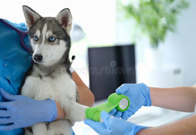 Alaskan Klee Kai Dog. Mini Husky Stock Photo - Image of forest, husky:  151735770