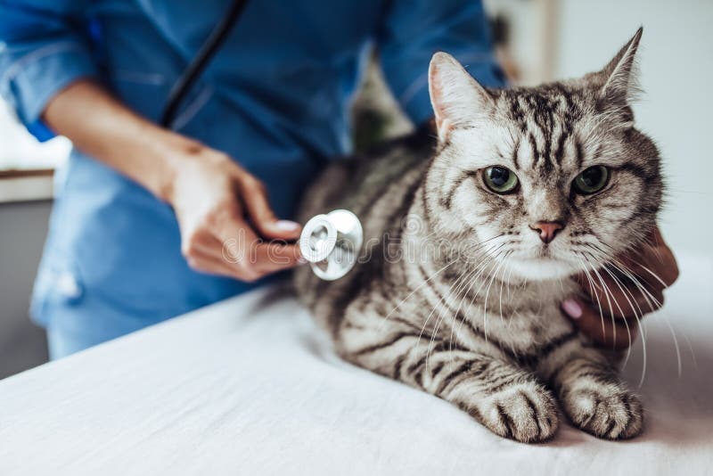 Cropped image of beautiful female doctor veterinarian with stethoscope is examining cute grey cat at vet clinic. Cropped image of beautiful female doctor veterinarian with stethoscope is examining cute grey cat at vet clinic.