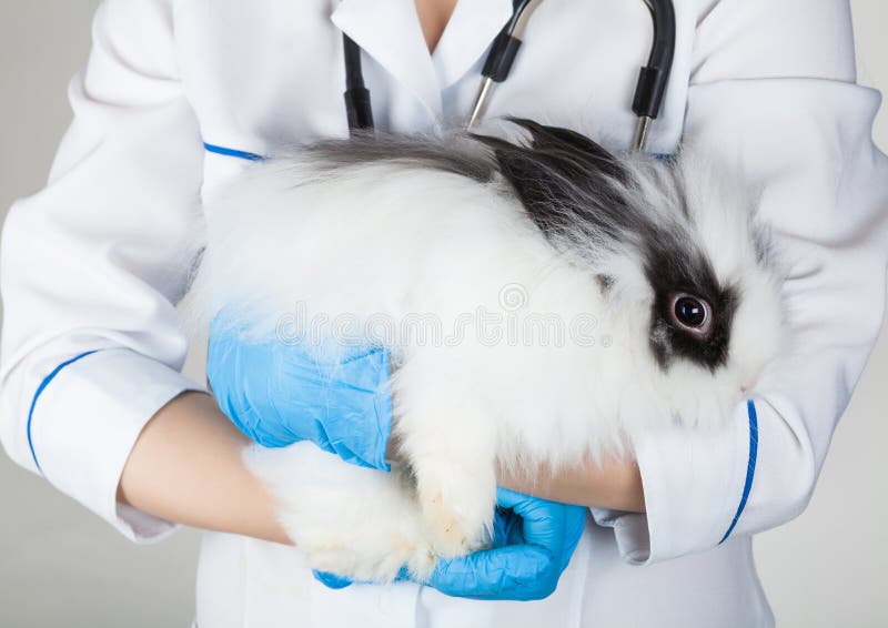 Doctor with white rabbit stock image. Image of health - 53349449