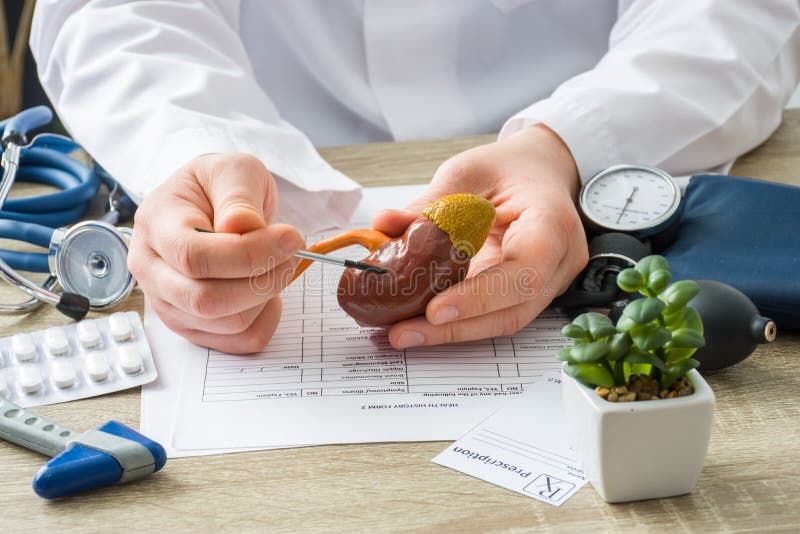 At doctors appointment physician shows to patient shape of kidney with focus on hand with organ. Scene explaining patient causes and localization of diseases of kidney, stones, adrenal, urinary system