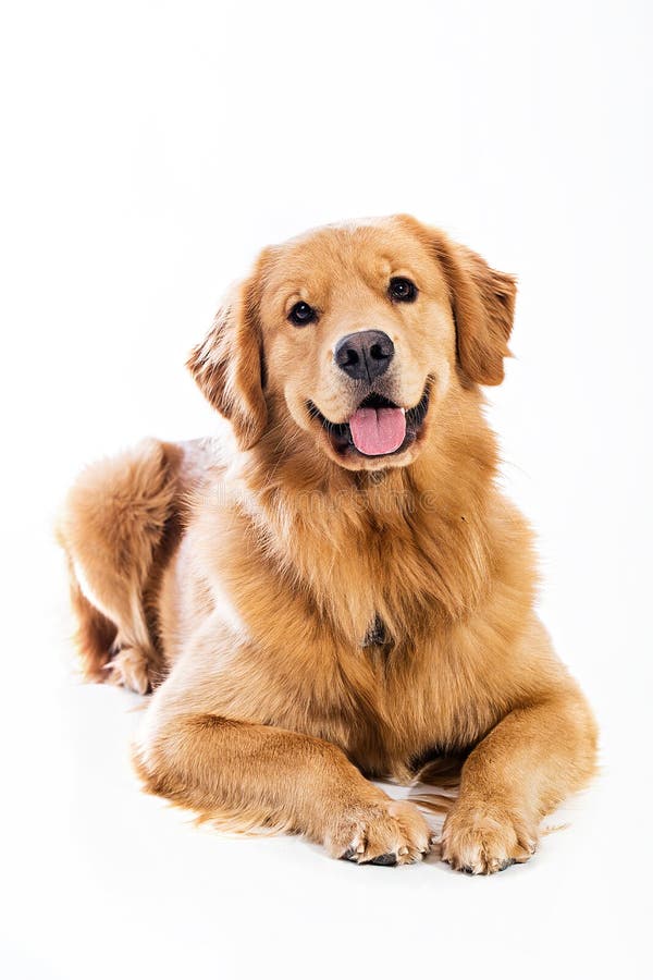 Golden Retriever fotografie stock