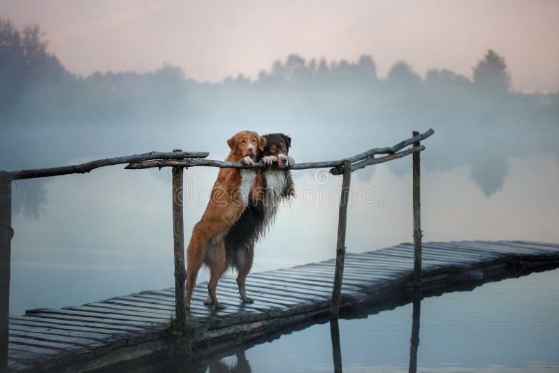 Documentalista suonante dell'anatra di Nova Scotia e cane da pastore australiano o immagine stock Documentalista suonante dell'anatra di Nova Scotia e cane da pastore australiano o immagine stock
