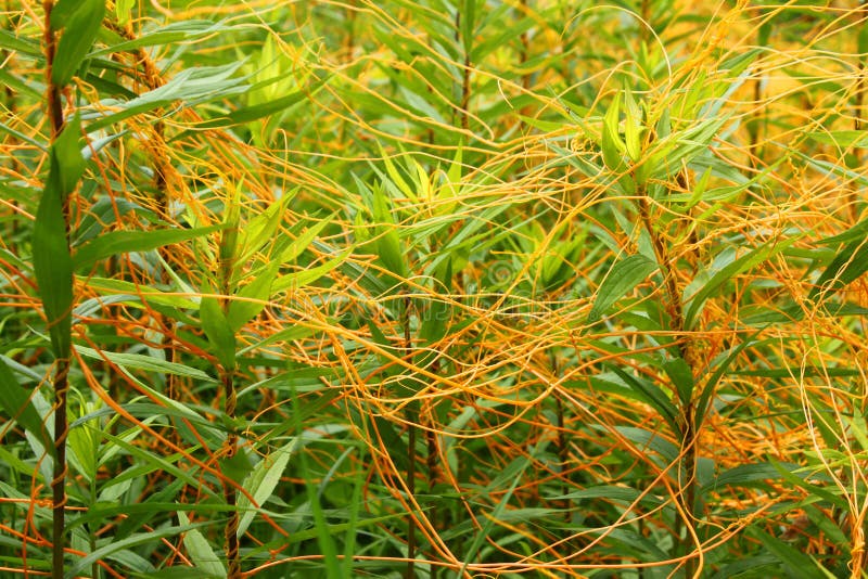 Agitar es un extranjero planta es un completamente dependiente sobre el próximo el anfitrión plantas supervivencia.