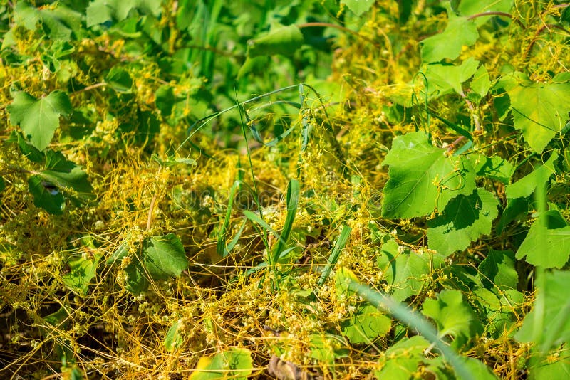 Dodder ( Γένος Cuscuta) είναι παρασιτικός και συνολικά εξαρτώμενος από άλλες φυτών ξενιστών για την επιβίωση στοκ εικόνα με δικαίωμα ελεύθερης χρήσης Dodder ( Γένος Cuscuta) είναι παρασιτικός και συνολικά εξαρτώμενος από άλλες φυτών ξενιστών για την επιβίωση στοκ εικόνα με δικαίωμα ελεύθερης χρήσης