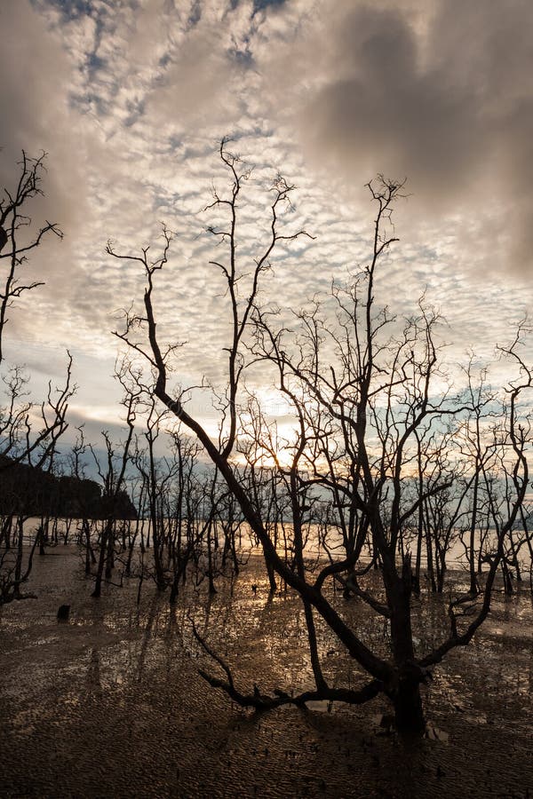 Dode bomen en modderig strand bij zonsondergang royalty-vrije stock foto Dode bomen en modderig strand bij zonsondergang royalty-vrije stock foto