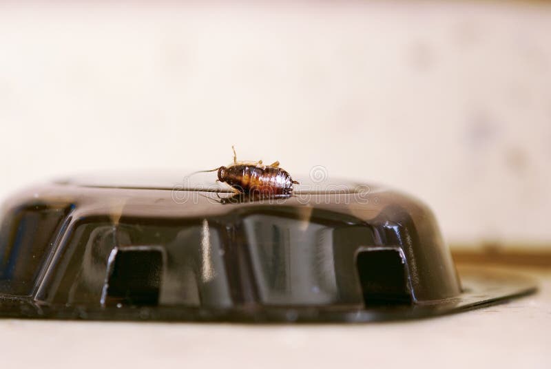 Dead cockroach and poison trap. Dead cockroach and poison trap