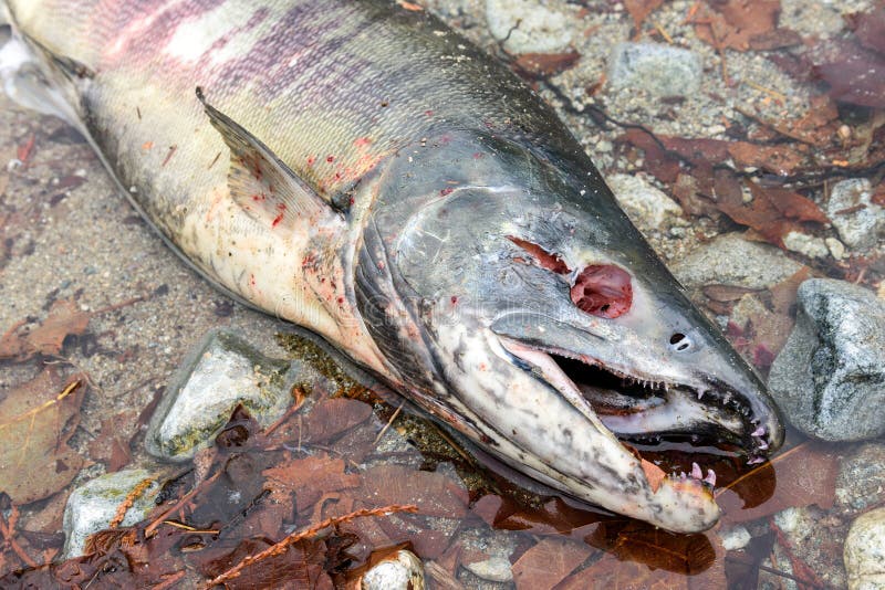 Dode Keta Van Oncorhynchus Van De Vriendzalm In Chehalis Rivier Fraser V Stock Afbeelding Image Of Origineel Uitgebroed