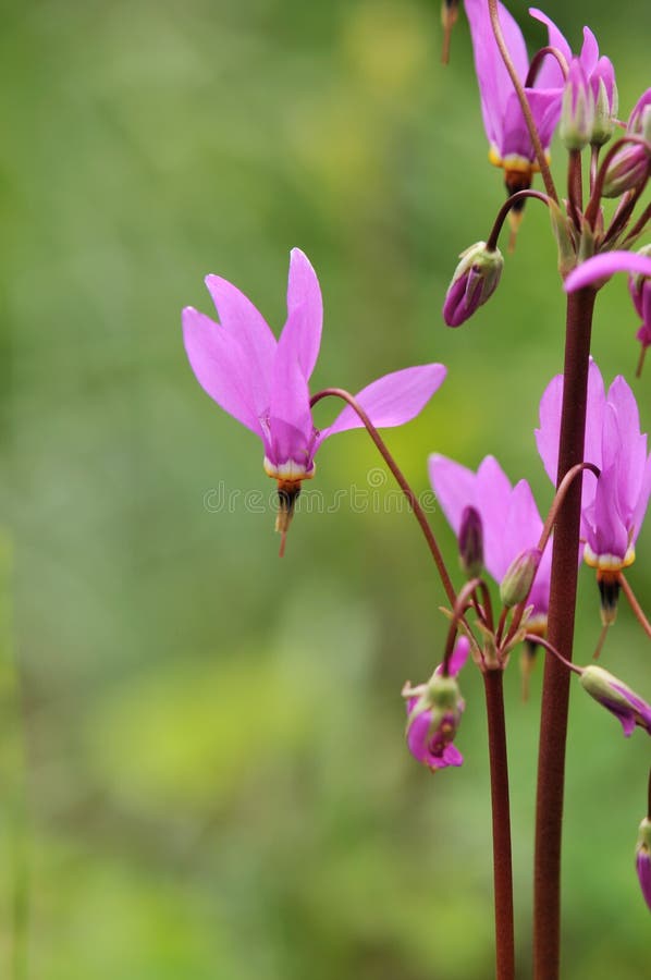 Pink flower dodecatheon meadia shooting star with green background. Pink flower dodecatheon meadia shooting star with green background