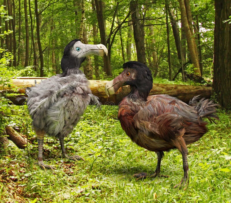 An illustration of a male and female Dodo Birds in a forest.The dodo (Raphus cucullatus) is an extinct flightless bird that was endemic to the island of Mauritius, east of Madagascar in the Indian Ocean. Its closest genetic relative was the also extinct Rodrigues solitaire, the two forming the subfamily Raphinae of the family of pigeons and doves. The closest extant relative of the dodo is the Nic. An illustration of a male and female Dodo Birds in a forest.The dodo (Raphus cucullatus) is an extinct flightless bird that was endemic to the island of Mauritius, east of Madagascar in the Indian Ocean. Its closest genetic relative was the also extinct Rodrigues solitaire, the two forming the subfamily Raphinae of the family of pigeons and doves. The closest extant relative of the dodo is the Nic