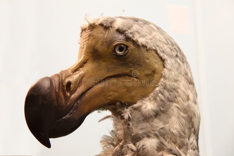 This is just a museum piece of a stuffed dodo which is now extinct. This is just a museum piece of a stuffed dodo which is now extinct
