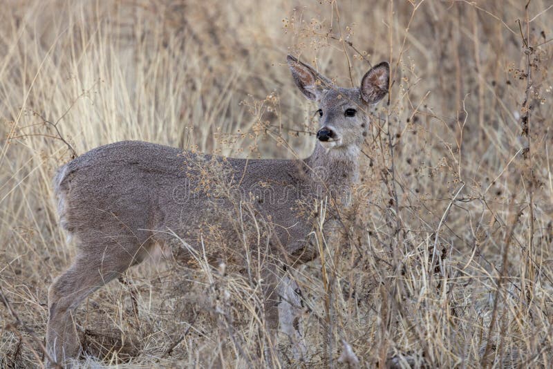 Doe Coues Whitetail Deer in the Chiricahua Mountains Arizona Stock ...