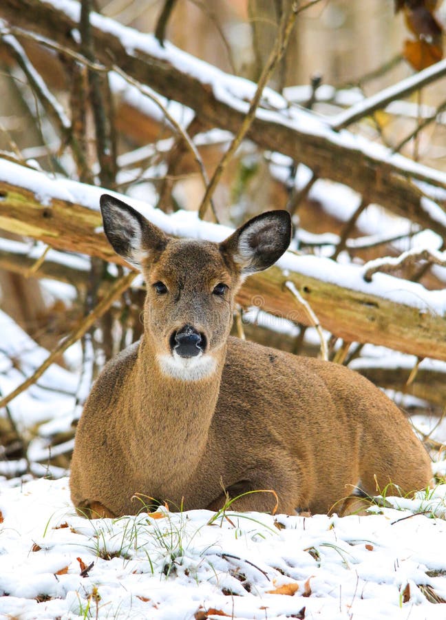 Doe Fawn Bedded för Whitetailhjortar i vintersnö arkivbilder Doe Fawn Bedded för Whitetailhjortar i vintersnö arkivbilder