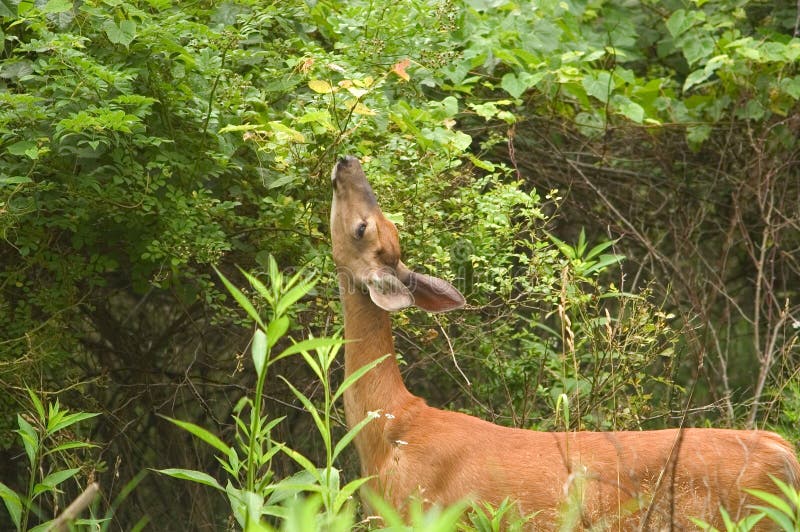 Doe feeding