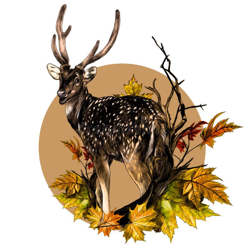 DOE stands at full height with his back turned and looks back round composition with a tree branch and autumn maple leave. S, sketch vector graphics color royalty free illustration DOE stands at full height with his back turned and looks back round composition with a tree branch and autumn maple leave. S, sketch vector graphics color royalty free illustration