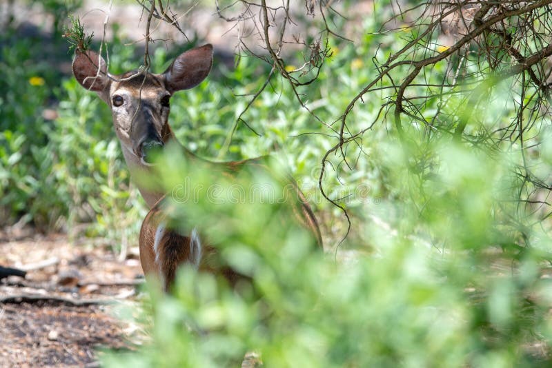 Doe white tail deer on hunting island state park south carolina