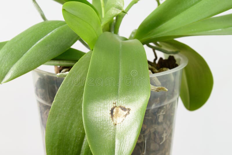 Doença Na Folha De Uma Orquídea Close-up Queimadura De Sun Em Uma Folha Da  Orquídea Phalaenopsis Foto de Stock - Imagem de erro, controle: 140101076