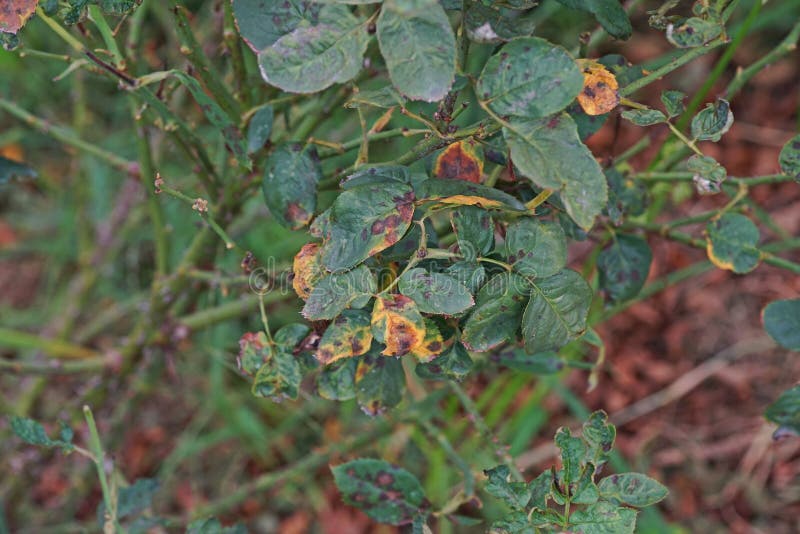 A doença de planta, as folhas fungosas a doença do ponto que em rosas causa o dano em aumentou fotos de stock royalty free A doença de planta, as folhas fungosas a doença do ponto que em rosas causa o dano em aumentou fotos de stock royalty free
