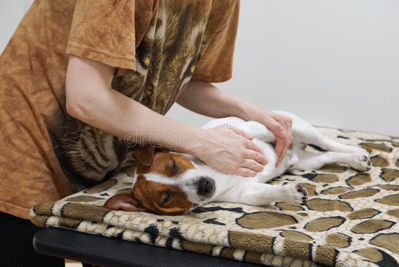Does Massage for Dog. Pet massage.