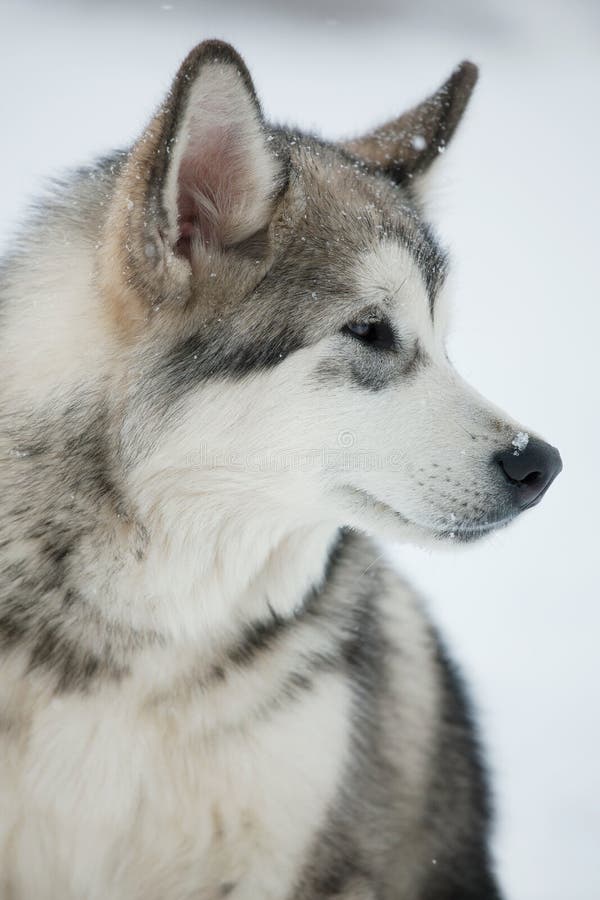 Portrait of Brown Siberian Husky Dog. View from the Side of the Dog ...