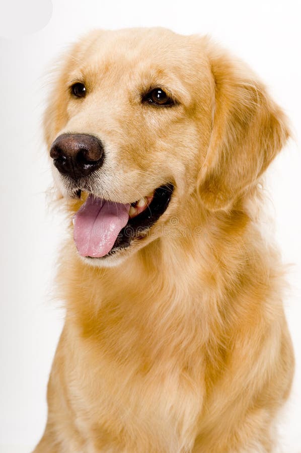 Bellissimo d'oro il cane fotografato.