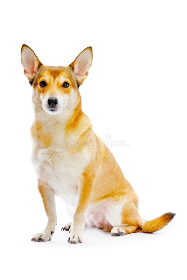 Dog royalty free stock photography