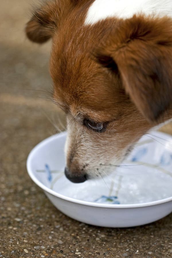 Dog drinking water from his bole