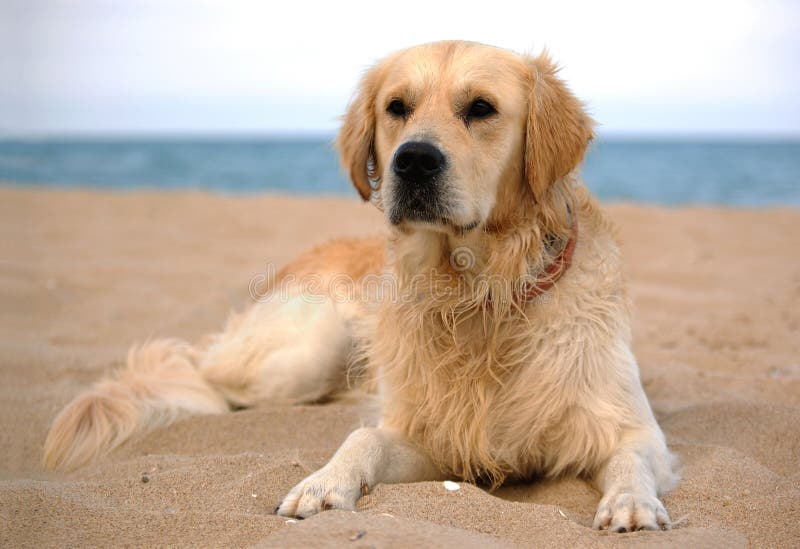 Cane sulla spiaggia di golden retriever, un ritratto a figura intera.