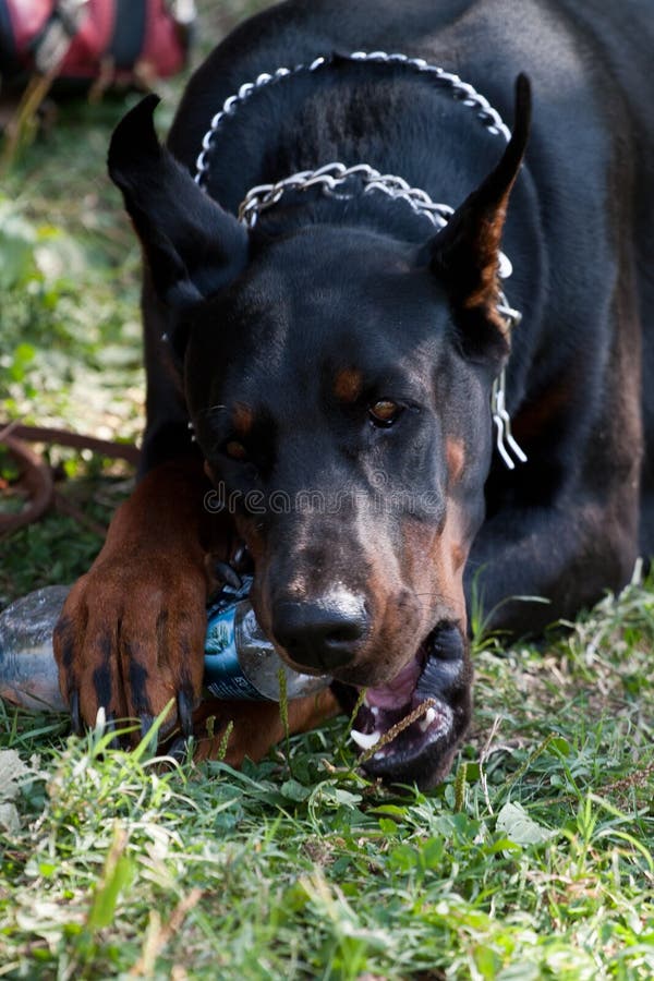 dog chewing plastic bottle