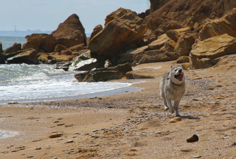 The dog by the sea