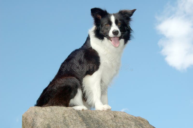 Lassie dog hi-res stock photography and images - Alamy