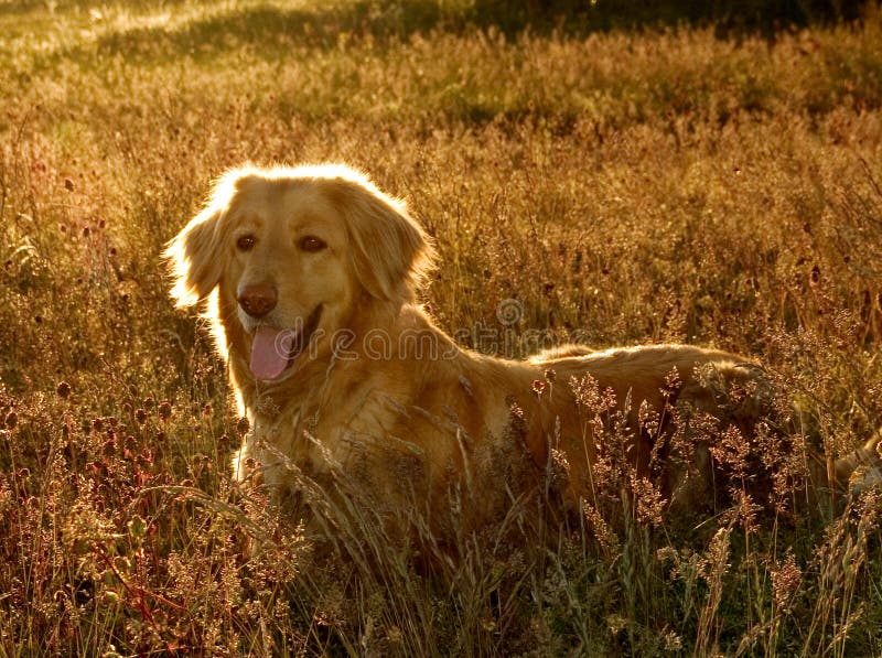 Cane in controluce sul campo.