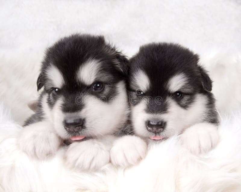 Dog stock photography Dog stock photography