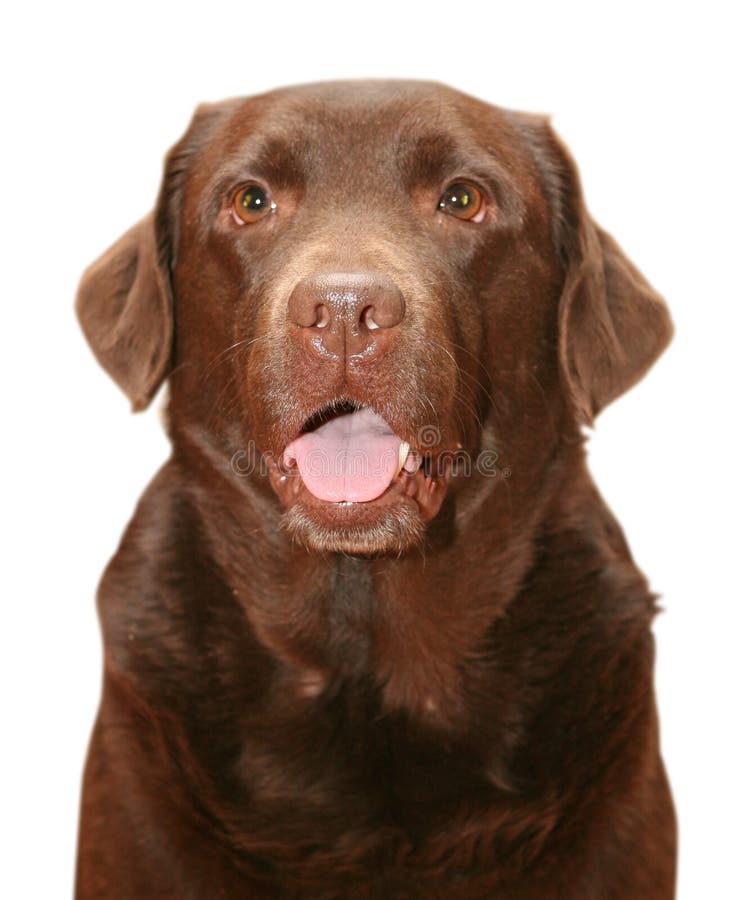 Dog.