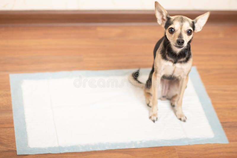 can a dog behaviorist potty train my dog