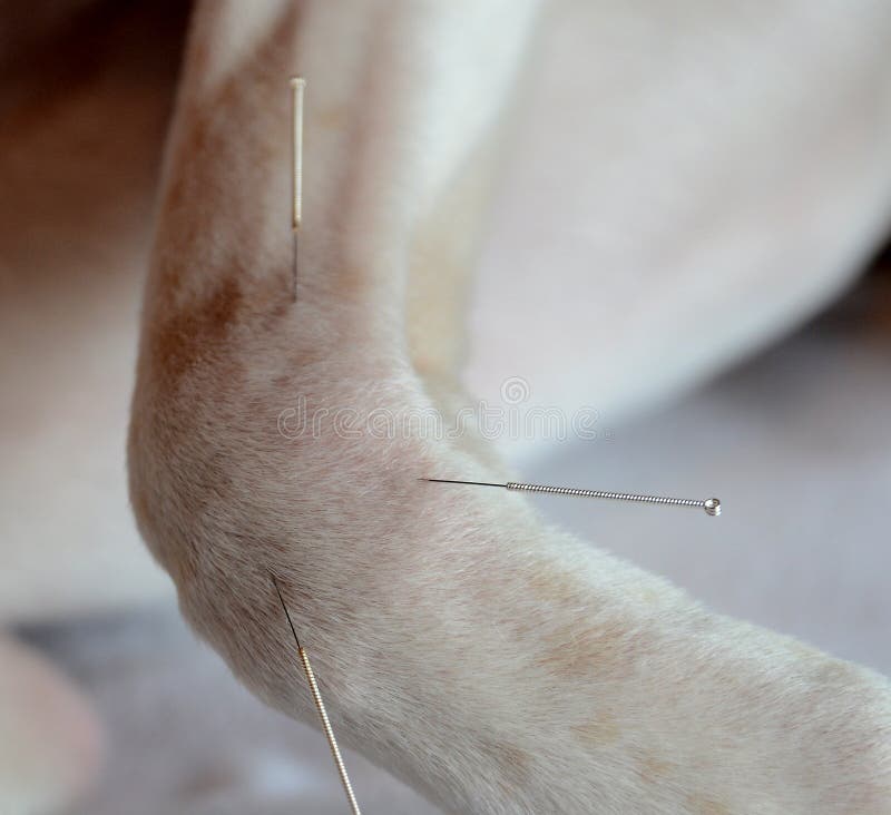 Dog Acupuncture stock photo. Image of joint, link, acupuncture 92504278